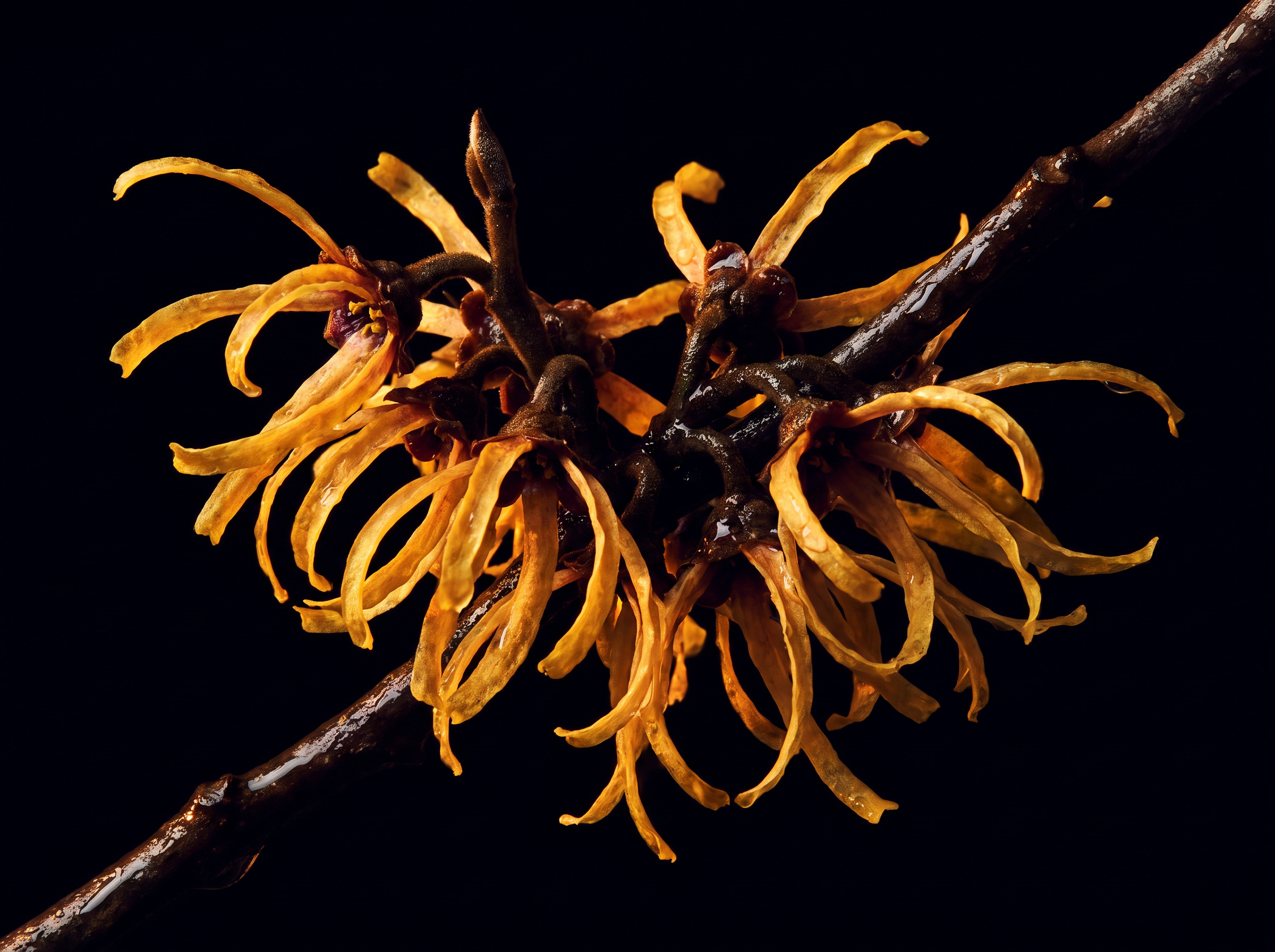 WITCH HAZEL ingredient visual